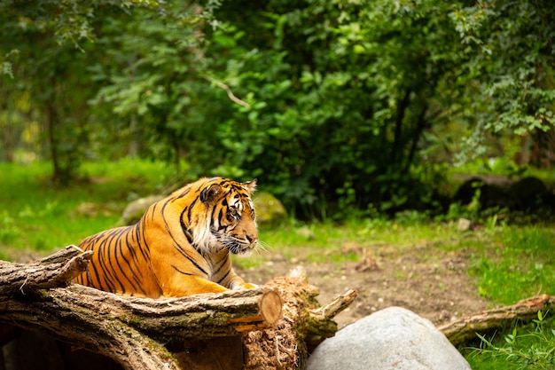 Free photo sumatran tiger in nature looking habitat in zoo wild animals in captivity critically endangered species of the greatest feline